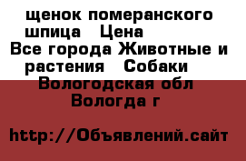 щенок померанского шпица › Цена ­ 45 000 - Все города Животные и растения » Собаки   . Вологодская обл.,Вологда г.